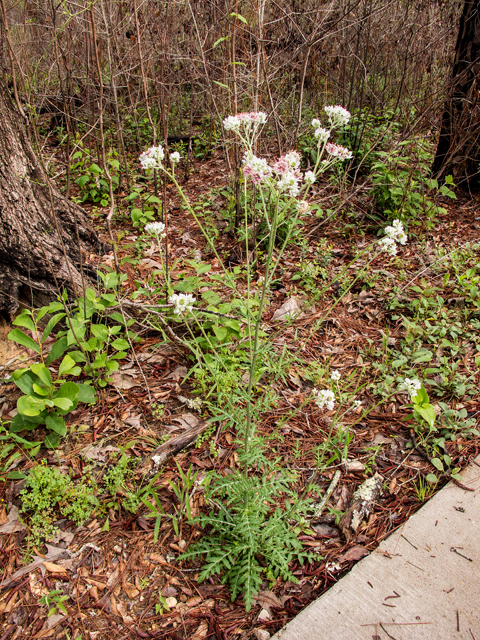 Hymenopappus artemisiifolius (Oldplainsman) #58323