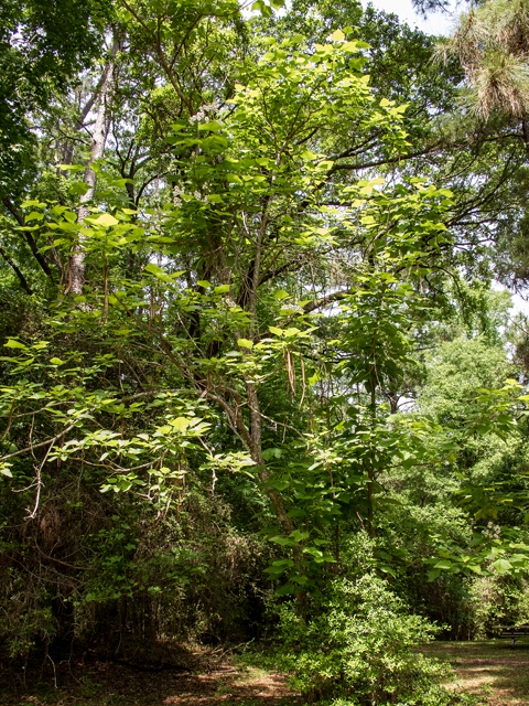 Catalpa bignonioides (Southern catalpa) #58419