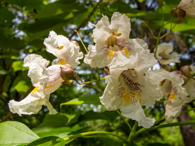 Catalpa bignonioides (Southern catalpa) #58425