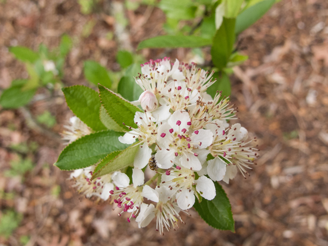 Aronia arbutifolia (Red chokeberry) #58470