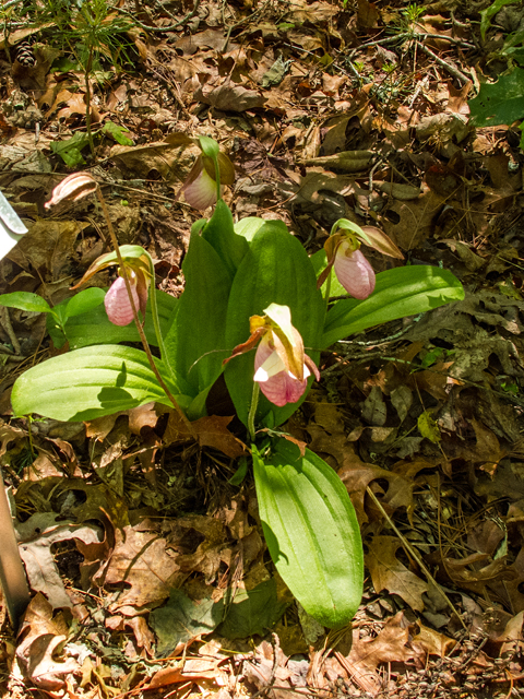 Cypripedium acaule (Moccasin flower) #58530