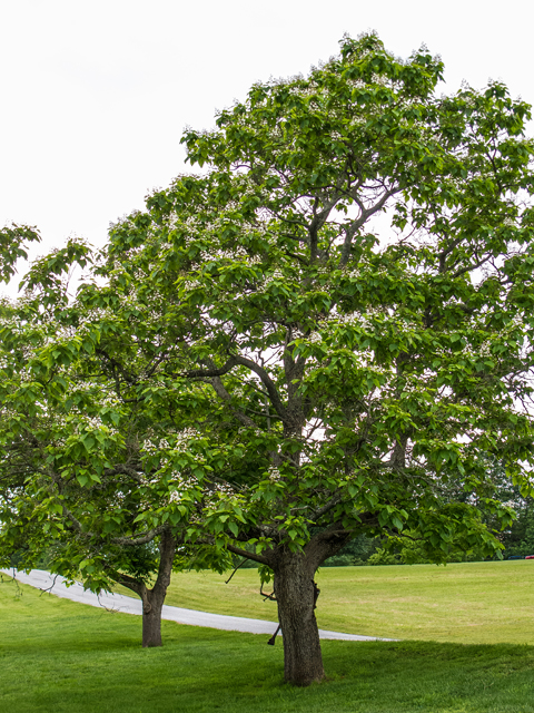 Catalpa bignonioides (Southern catalpa) #58600