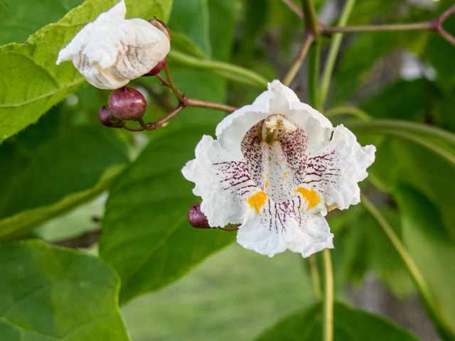 Catalpa bignonioides (Southern catalpa) #58607