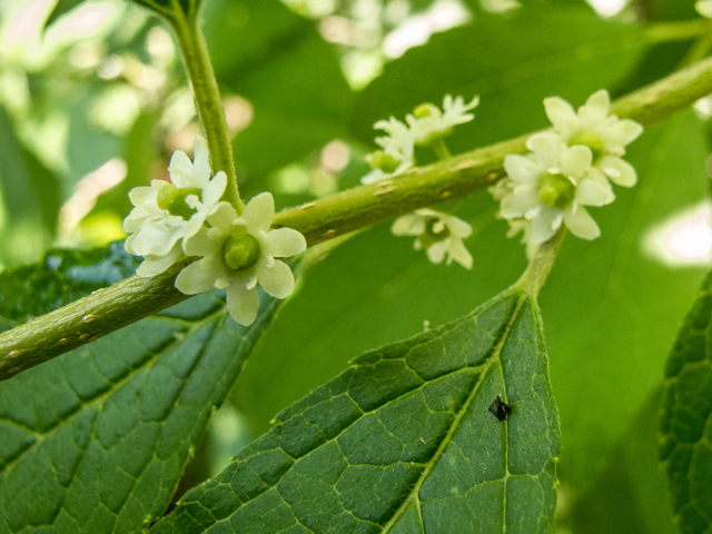 Ilex verticillata (Common winterberry) #58625