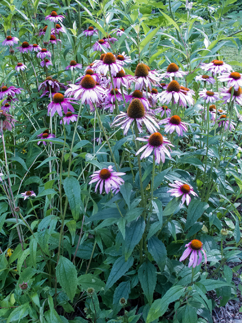 Echinacea purpurea (Eastern purple coneflower) #58700