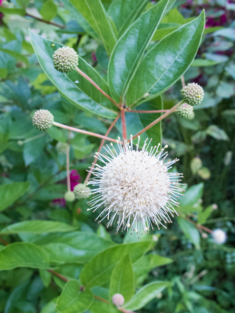 Cephalanthus occidentalis (Common buttonbush) #58704