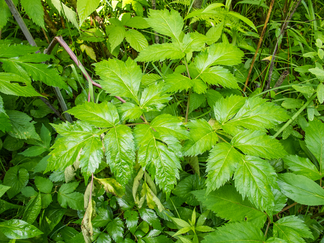 Angelica triquinata (Filmy angelica) #58734