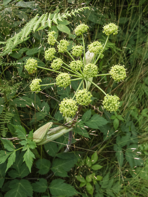 Angelica triquinata (Filmy angelica) #58768