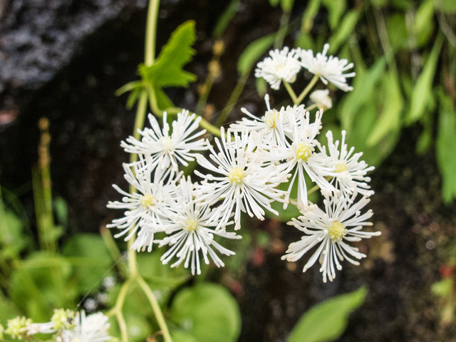 Trautvetteria caroliniensis var. caroliniensis (Carolina bugbane) #58796