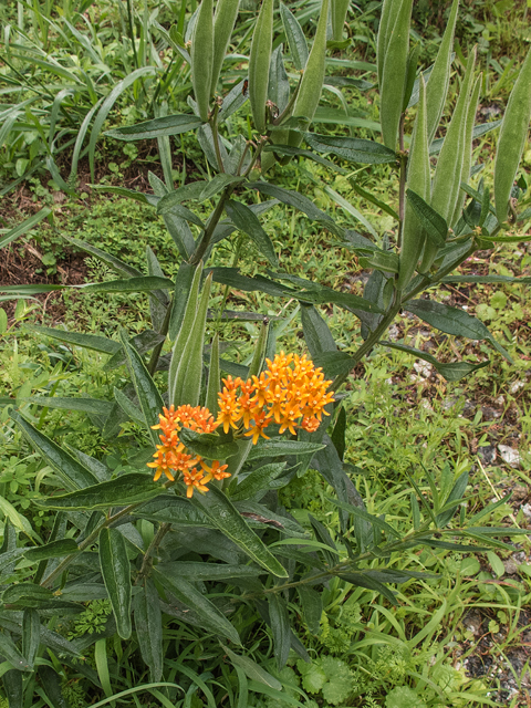 Asclepias tuberosa (Butterflyweed) #58798