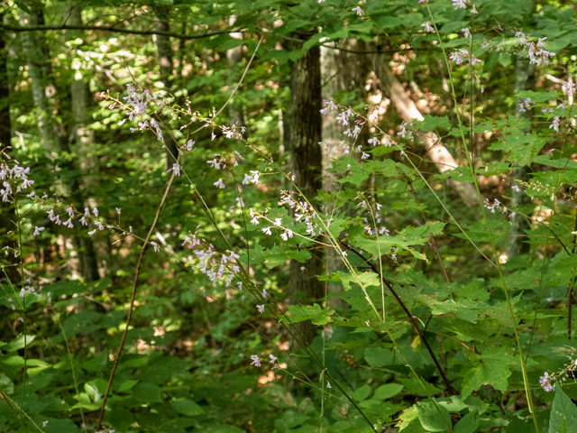 Desmodium nudiflorum (Nakedflower ticktrefoil) #58806