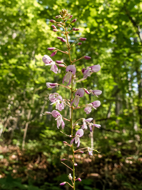 Desmodium nudiflorum (Nakedflower ticktrefoil) #58808