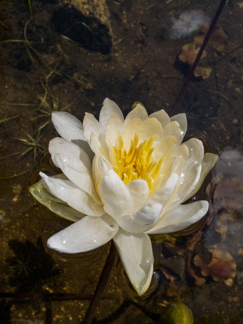 Nymphaea odorata (American white water-lily) #59331
