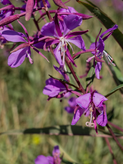 Chamerion angustifolium (Fireweed) #59345