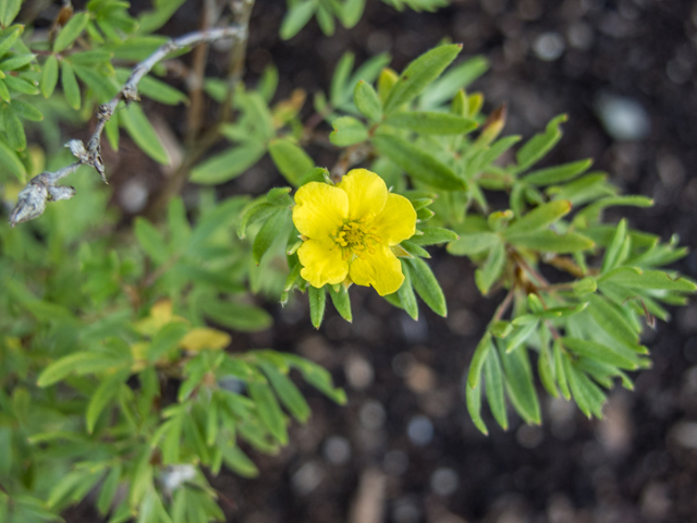 Dasiphora fruticosa (Shrubby cinquefoil) #59394