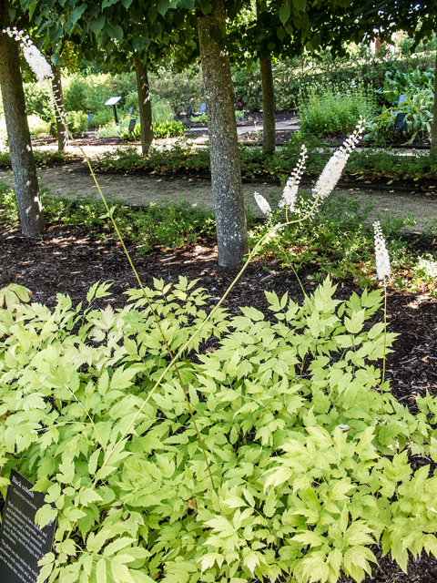 Actaea racemosa var. racemosa (Black cohosh) #59402