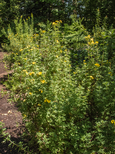 Dasiphora fruticosa (Shrubby cinquefoil) #59415