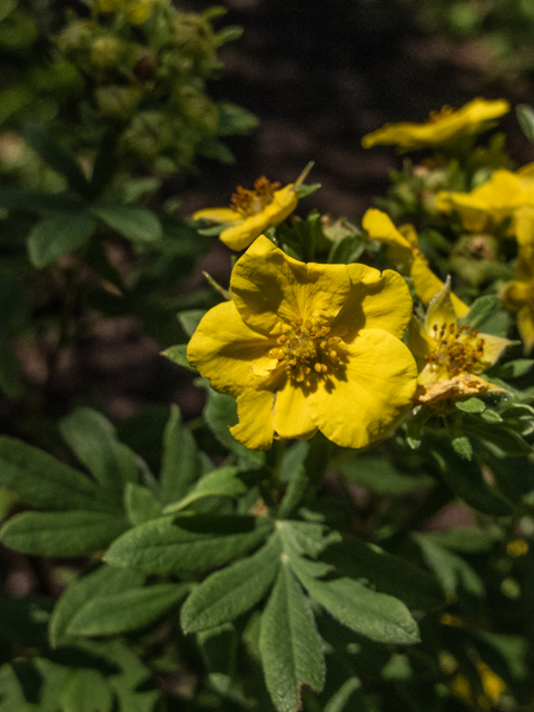 Dasiphora fruticosa (Shrubby cinquefoil) #59417