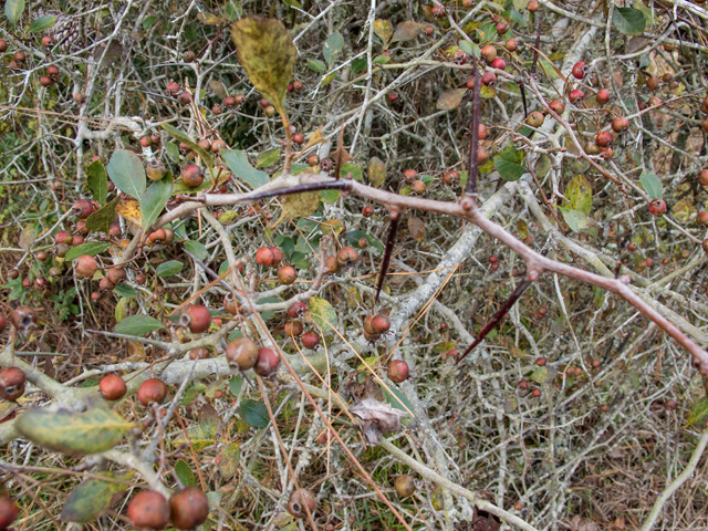 Crataegus crus-galli (Cockspur hawthorn) #59490