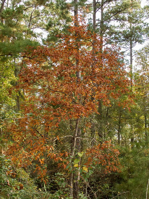 Sassafras albidum (Sassafras) #59505