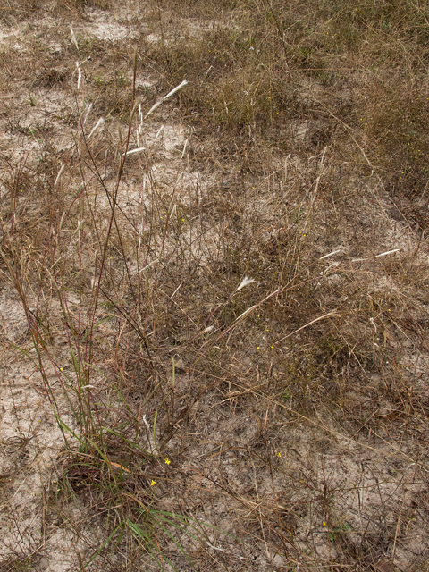 Andropogon ternarius (Splitbeard bluestem) #59524