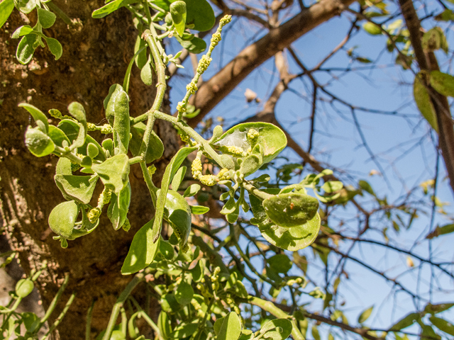 Phoradendron tomentosum (Christmas mistletoe) #59569