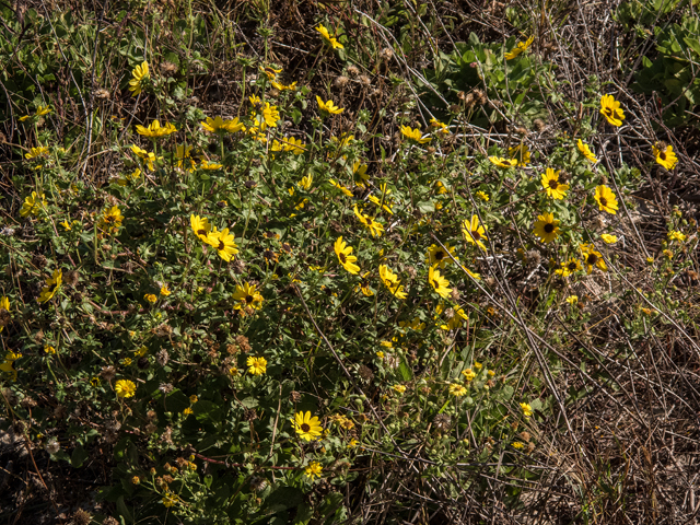 Helianthus debilis (Cucumberleaf sunflower) #59582