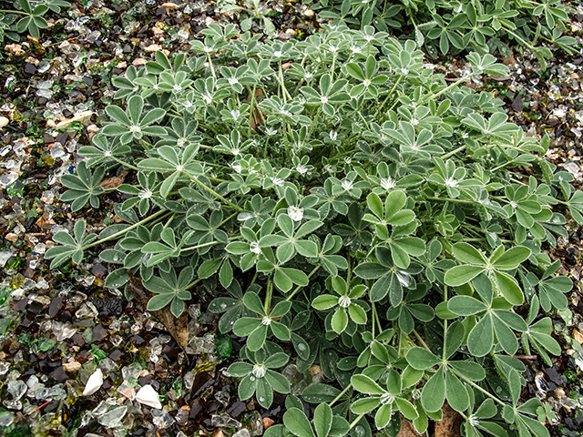 Lupinus texensis (Texas bluebonnet) #66337