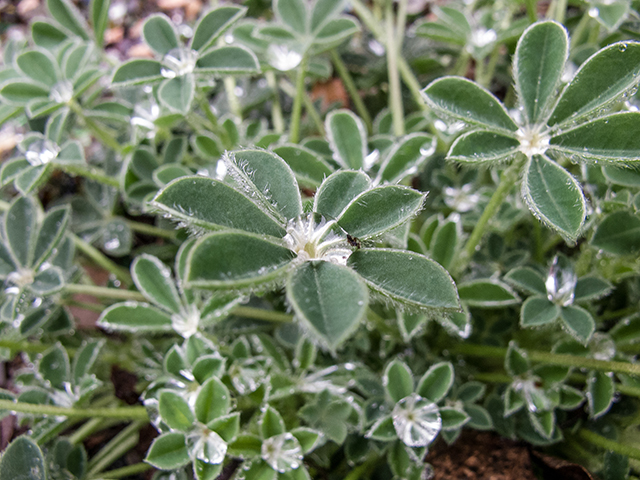 Lupinus texensis (Texas bluebonnet) #66338