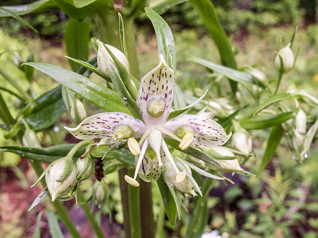 Frasera caroliniensis (American columbo) #66658