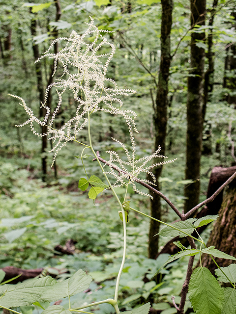 Aruncus dioicus (Bride's feathers) #66681