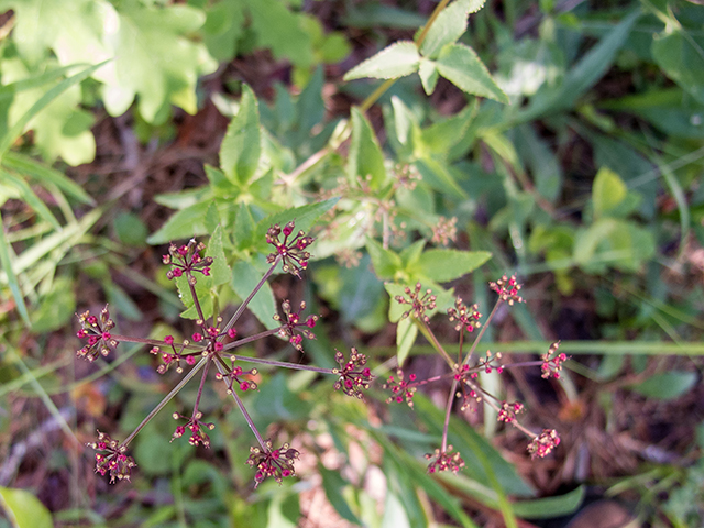 Thaspium trifoliatum var. trifoliatum (Purple meadowparsnip) #66719