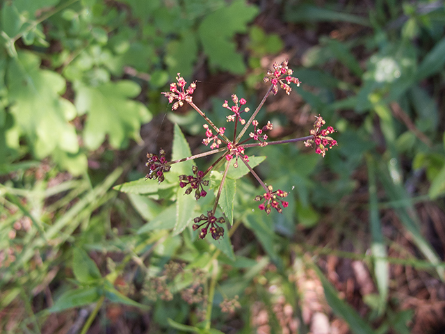 Thaspium trifoliatum var. trifoliatum (Purple meadowparsnip) #66720