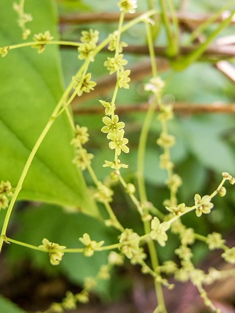 Dioscorea villosa (Wild yam) #66772