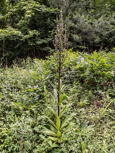 Frasera caroliniensis (American columbo) #66793