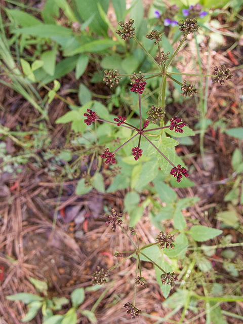 Thaspium trifoliatum var. trifoliatum (Purple meadowparsnip) #66828