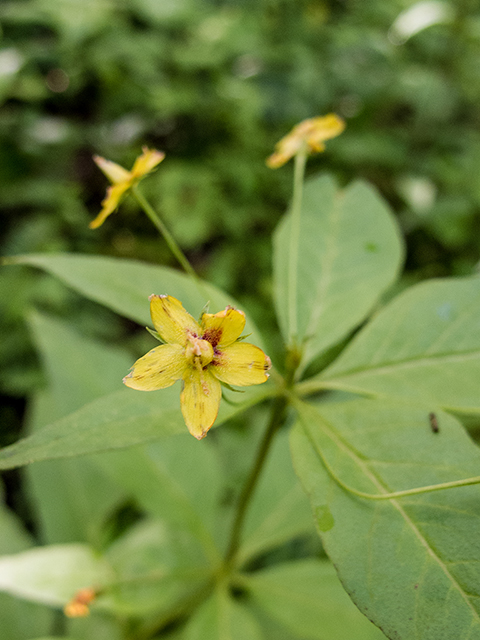 Lysimachia quadrifolia (Whorled yellow loosestrife) #66836