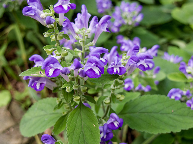 Scutellaria incana (Hoary skullcap) #66864