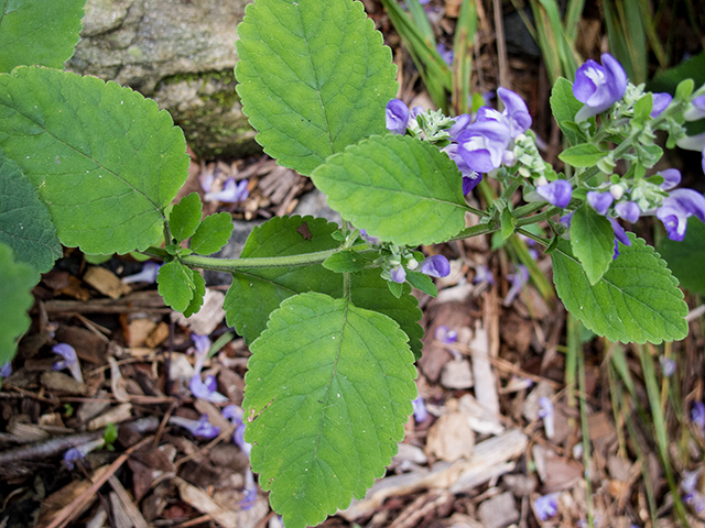 Scutellaria incana (Hoary skullcap) #66865