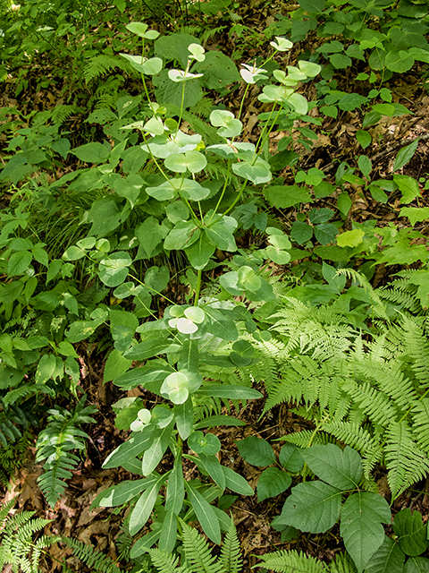 Euphorbia purpurea (Darlington's glade spurge) #66900