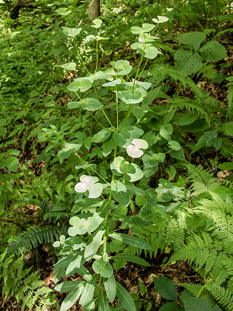 Euphorbia purpurea (Darlington's glade spurge) #66901