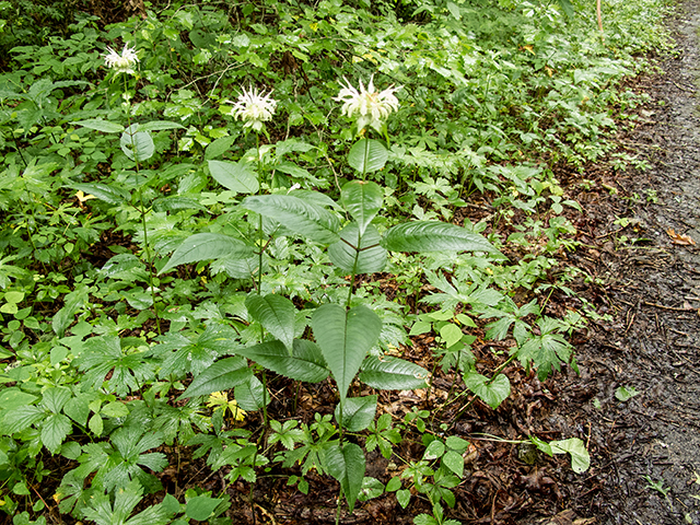 Monarda clinopodia (White bergamot) #67149