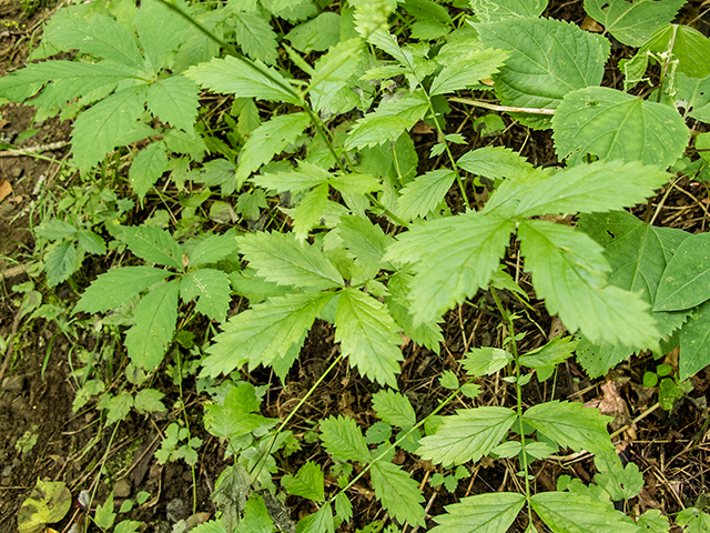 Agrimonia gryposepala (Tall hairy agrimony) #67341