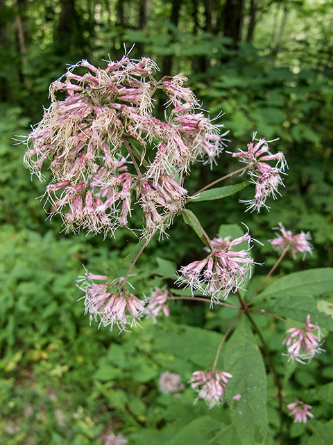 Eutrochium maculatum (Spotted joe-pye weed) #67351