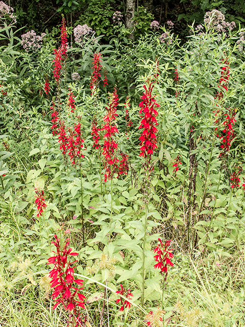 Lobelia cardinalis (Cardinal flower) #67377