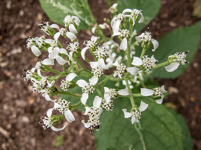 Verbesina virginica (Frostweed) #67441