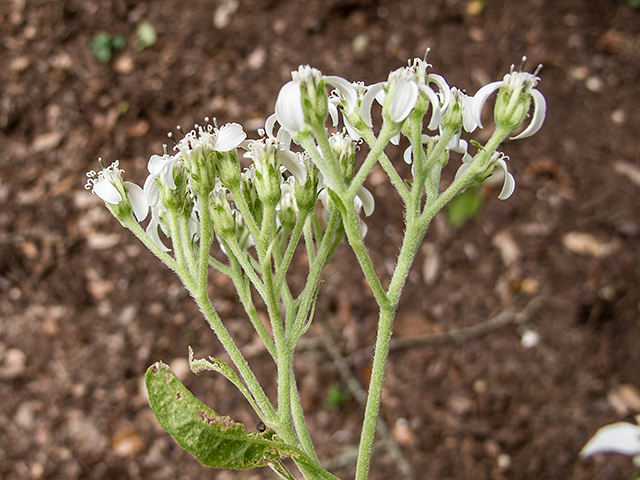 Verbesina virginica (Frostweed) #67443