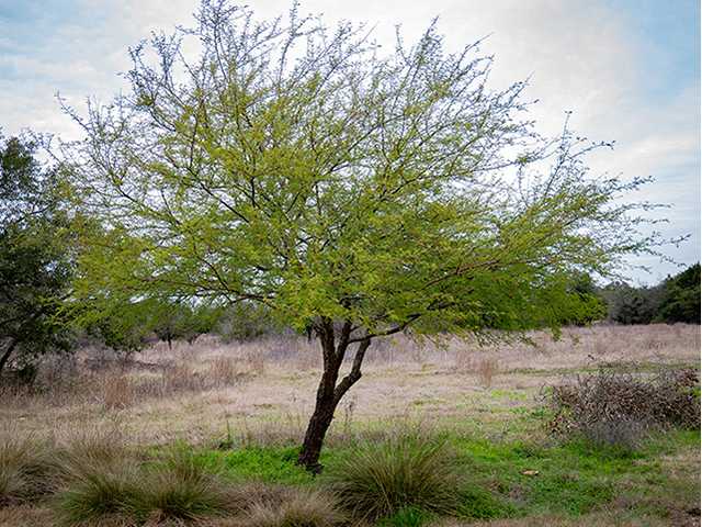 Vachellia farnesiana (Huisache) #83288