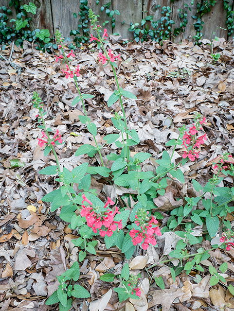 Stachys coccinea (Scarlet betony) #83371