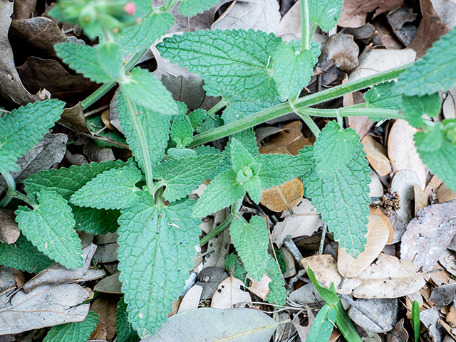 Stachys coccinea (Scarlet betony) #83372